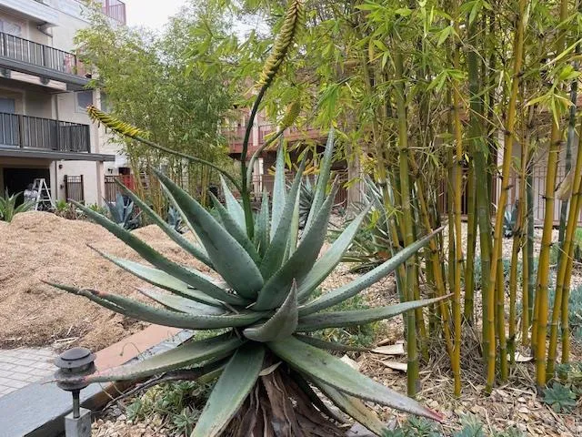 4159 El Camino Way C, Palo Alto, California 94306