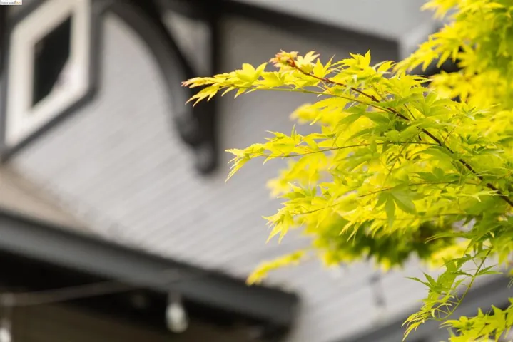 Green leafed Japanese maple