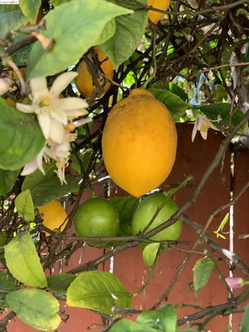 Lemon Tree