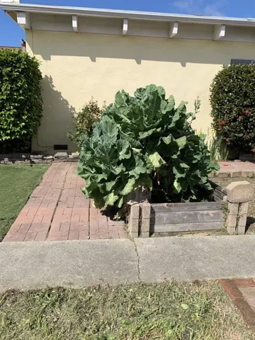 Raised Garden Bed