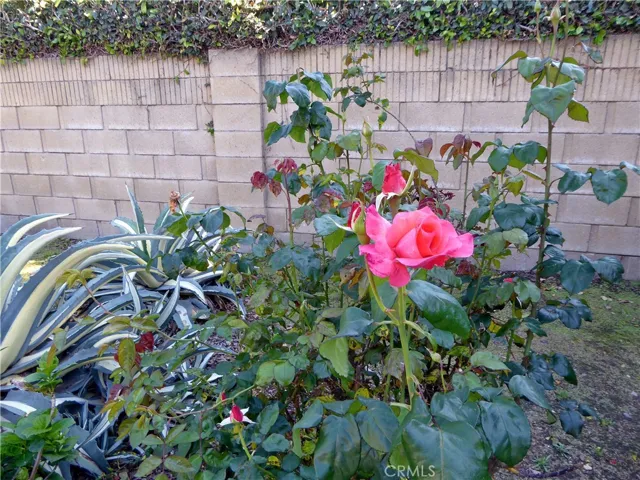 Roses & other plants in rear planter.