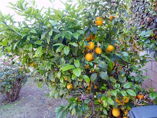 Lemon Tree and others in rear yard planter.