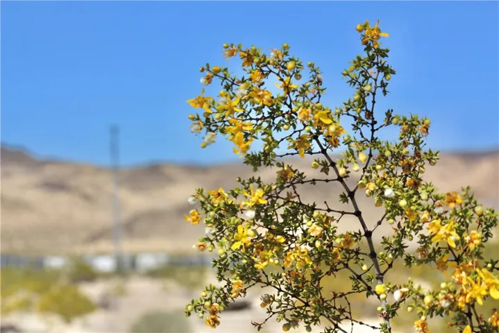 4242 Lear Avenue, 29 Palms, California 92277