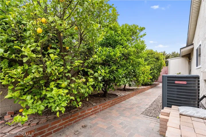 Fruit Trees