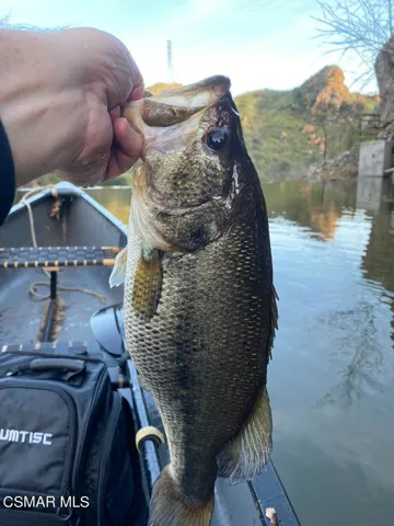 bass 1
