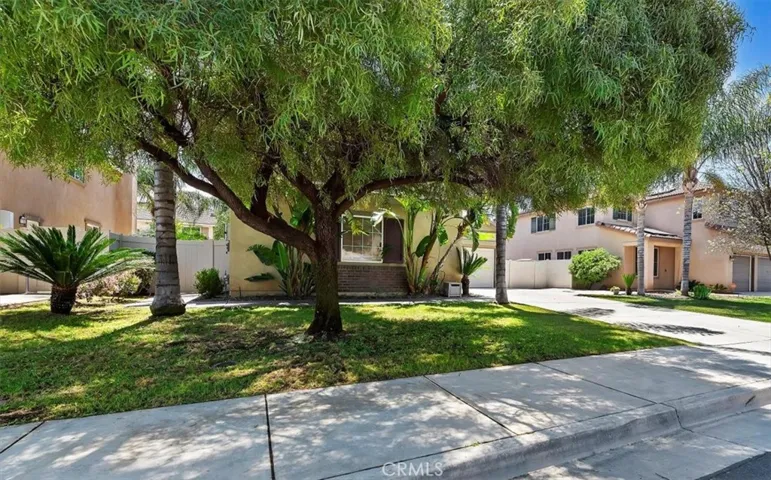 Front yard. Large shade tree.