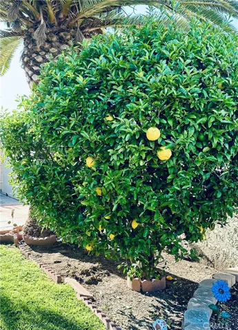 Lemon tree
