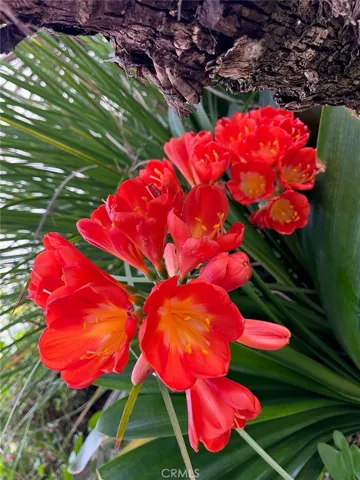 Beautiful flowers