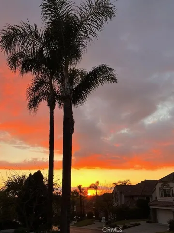 Palms & Sunset
