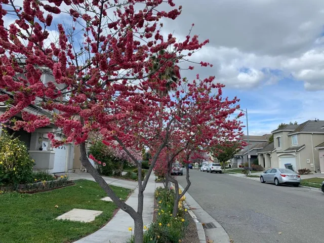 432 S 21st Street, San Jose, California 95116