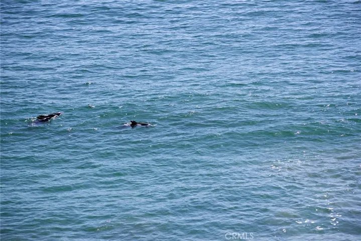 Dolphins at play