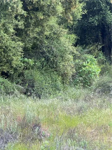 Trees on parcel.