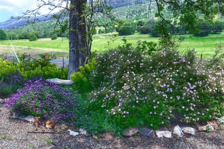 Front Yard Flower Gardens
