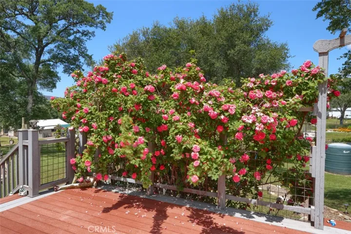 Rose Wall