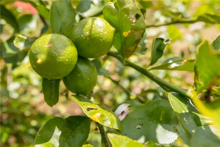 One lemon and one lime tree.