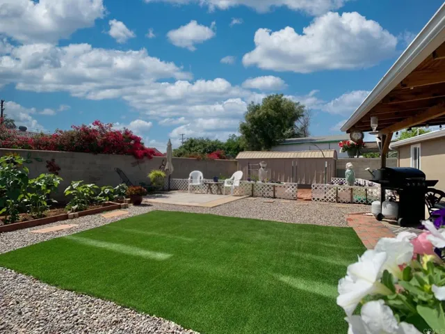 Backyard Turf