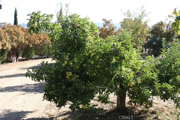 56400 Lubo Trail, Anza, California 92539
