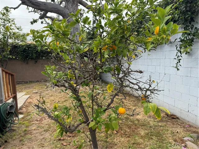 Lemons galore with this mature fruit tree
