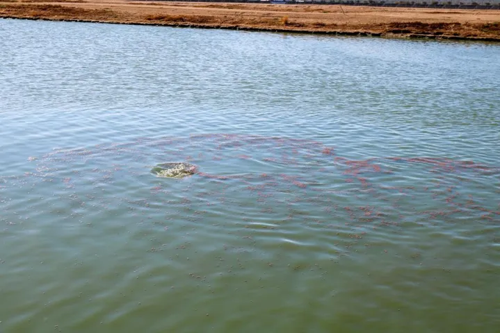Fish Pond-32