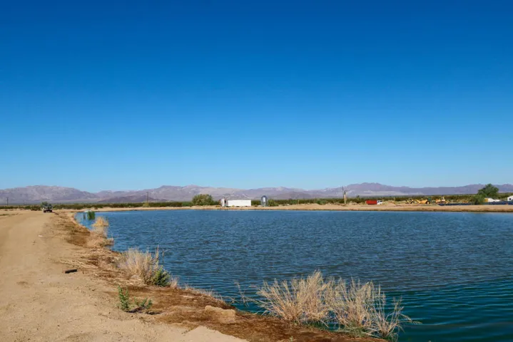 Fish Pond-21
