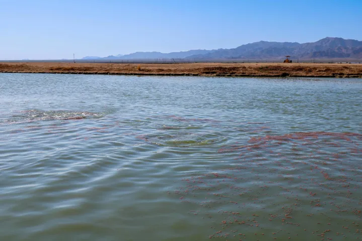 Fish Pond-34