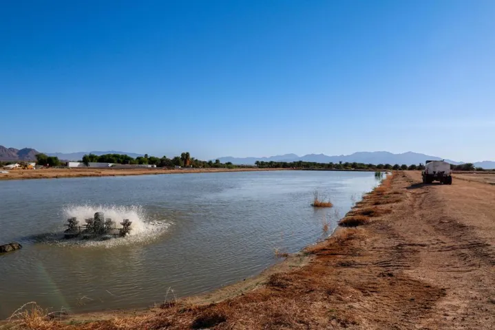 Fish Pond-19