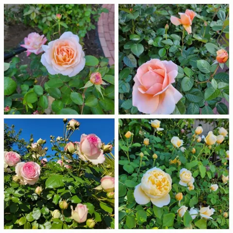 many beautiful rose bushes
