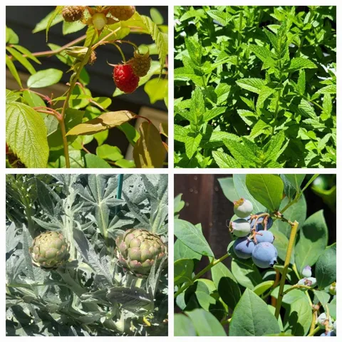 respberries,blueberries,artichokes and mint in abundance