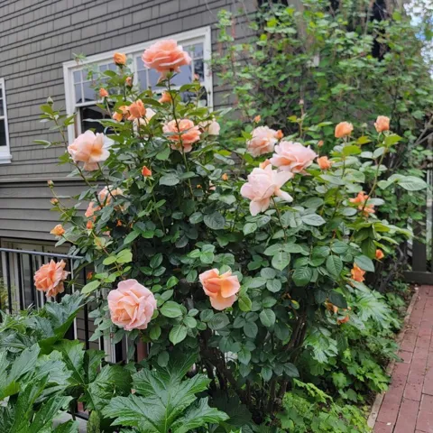 Just one of many rose bushes