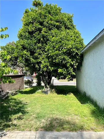 side of back yard with an orange tree