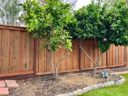 Beautiful backyard with Fruit trees.....
