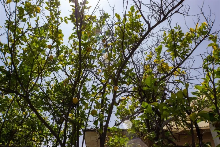 mature lemon tree