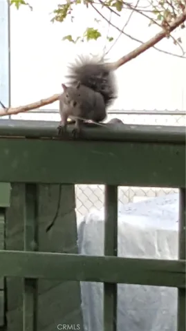 One of many squirrels coming to say Hello
