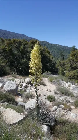 Yucca Plant Blooming