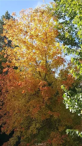 Beautiful colors of fall