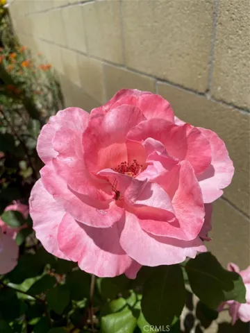 Roses are in bloom!