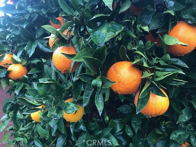 Enjoy your succulent Orange tree.