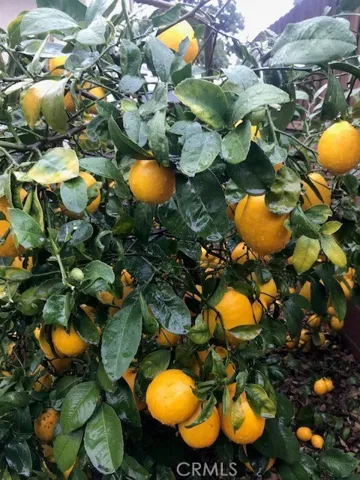 Enjoy your succulent lemon tree.