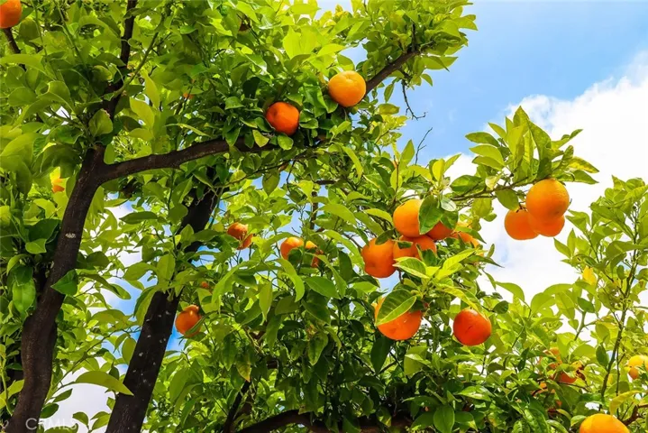 One of several fruit trees