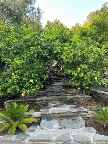 Fruit tree orchard