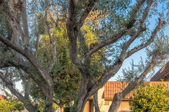 11255 Knott Avenue, Cypress, California 90630