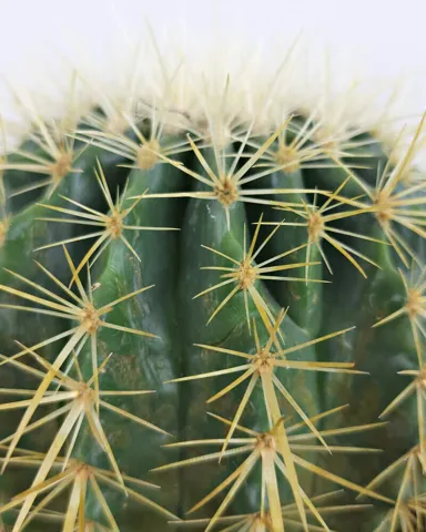 1G-Golden-Barrel-Cactus-Foliage-800x1000