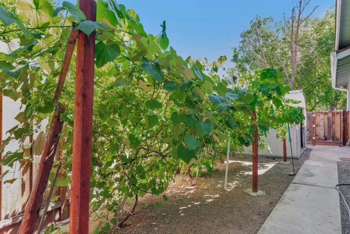 3 types of grapes