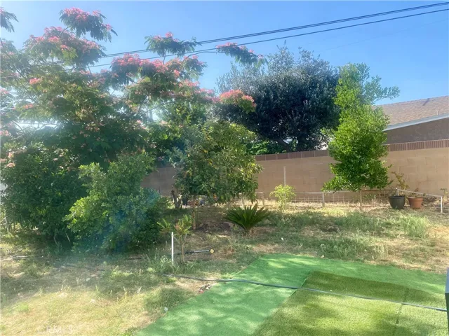Fruit Trees - Avocado, Lemon etc.