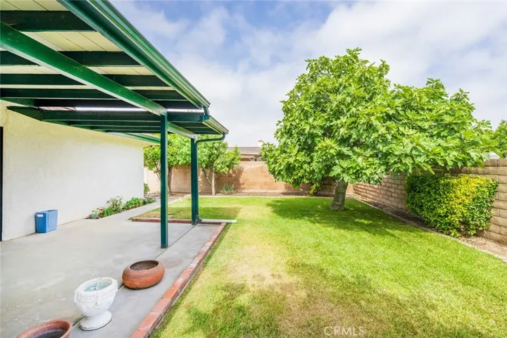 FIG TREE