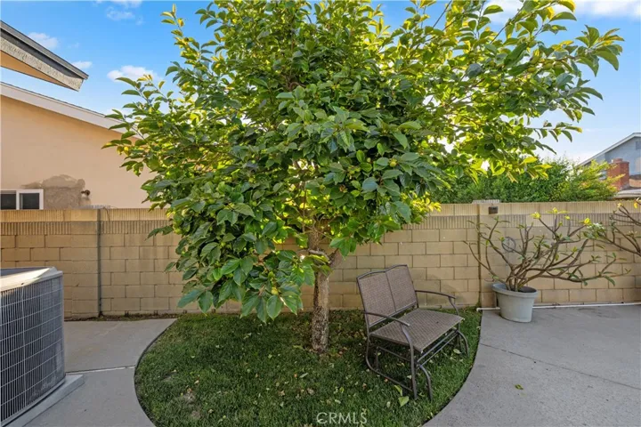 Swing under the mature persimmon tree