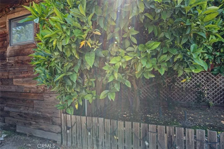 Orange tree with playhouse behind.