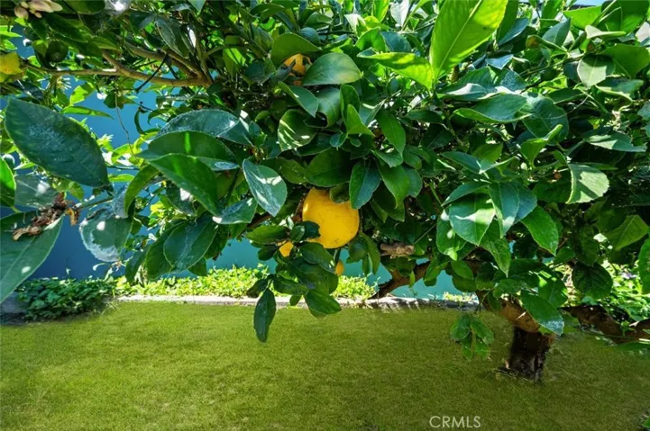 Lemon tree.