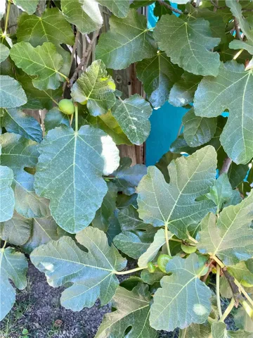 Figs!