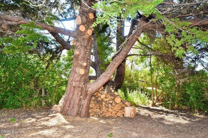 Juniper border